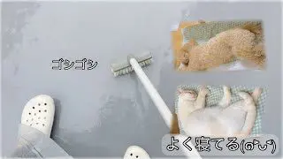 雨の日はベランダ掃除 楽ちん 簡単 綺麗 洗濯物乾かす1番好きな方法 雨降り 家事 21 6 23 トイプードルもことモカと保護猫みーちゃん 簡単スタイル