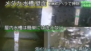 メダカ 水槽壁面 100均ヘラで掃除 屋内水槽は簡単には洗えない 久しぶりにダイソーフードキーパーで餌やり 針子 稚魚の水換え 過密水槽 メダ活 めだかのいる生活 めだかの学校 めだかのいる生活 簡単スタイル